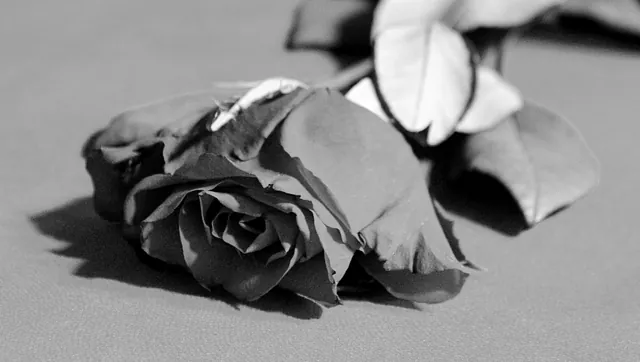 Graue Rose